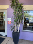 Plant (Artifical)